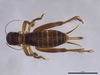CollectionObject 1597365; 0e8df974-4cea-4b86-bf8a-6f35ee40cc81: female, dorsal view (paratype). (CollectionObject).