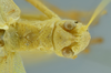 CollectionObject 1532150; 22a25968-098a-43b3-9cbf-457290f12e90: male, head and pronotum, dorsal view (syntype). (CollectionObject).