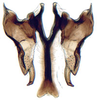Connective: !! display not done !! on Platymetopius Burmeister, 1838: Platymetopius obsoletus, connective, stylus, and aedeagus, ventrally (INHS). (Observation).