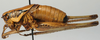 CollectionObject 1517144; 5266ab31-1544-430e-8bbd-db37654b4f02: male habitus, lateral view (holotype). (CollectionObject).