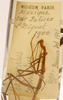 CollectionObject 1558996; 23547695-4904-470f-9954-8177fc9b0e11: copyright MNHN, Paris. male, data label (syntype). (CollectionObject).;CollectionObject 1558997; 7c170d9e-8691-41a3-8e1f-ccbe90aaa394: copyright MNHN, Paris. male, data label (syntype). (CollectionObject).