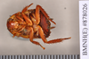Eurycotis floridana (Walker, 1868): Holotype of synonym Periplaneta semipicta Walker, 1868, juvenile, ventral. BMNH(E)#878026. (Otu).