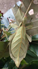 CollectionObject 1591400; f83fe4c5-6344-4ab7-aae9-773e65d72403: copyright Chengzhi Bian. female in nature (holotype). (CollectionObject).