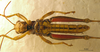 CollectionObject 1521414; fe68ce02-3220-4202-9f87-e3c6ad6f8a03: male, ventral view (holotype). (CollectionObject).