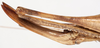 CollectionObject 1527245; f28abc11-03bb-44c0-b059-444f7a342e94: female ovipositor (paratype). (CollectionObject).