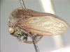 Pogonella Evans, 1966: _Pogonella minutus_. (Otu).