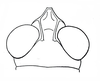 Basutacris inflatifrons Brown, 1962: Fig. 31. male head, dorsal view. (Otu).
