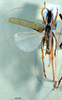 CollectionObject 1516536; NNM 3224766, 865316f2-491c-431b-a8a8-adb7e14dd5a9: male habitus dorsal view (paratype). (CollectionObject).