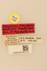 CollectionObject 2071169; NHMUK015982192, d1e8fac1-da3a-442e-b2c8-8edf2a70110b: labels (paratype). (CollectionObject).