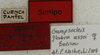 CollectionObject 1536006; 881b211b-9d59-455e-b2c5-15bf8b78cd47: labels (syntype). (CollectionObject).