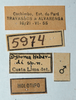CollectionObject 1537284; FIOC 5974, 7f516c34-038b-40d1-b90b-31a736c4fd5a: male, labels (holotype). (CollectionObject).