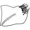 Pygofer, lateral view on Colladonus januatus (Ball, 1914): lectotype. (Observation).