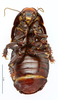 CollectionObject 1587177; MNHN(SF IMPORT DUPLICATE) MNHN-EP-EP1091, 6573f775-b395-40e9-807a-f9f5dfb375be: CC BY-NC-ND 4.0/MNHN - Depraetere Marion - 2014. Non type, female. Specimen number: MNHN-EP-EP1091. http://coldb.mnhn.fr/catalognumber/mnhn/ep/ep1091. (CollectionObject).