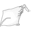 Pygofer, lateral view on Brazosa appendiculata Linnavuori & DeLong, 1976: (Observation).