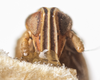 Head: !! display not done !! on Stenocranus (Codex) lautus Van Duzee, 1897: (Observation).