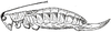 Brachyteleutias steinbachi (Bruner, 1915): Fig. 137. female habitus (body length 33-34 mm, ovipositor 14 mm). (Otu).