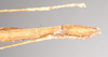CollectionObject 1560022; NHMUK(SF IMPORT DUPLICATE) 8447890, 24e86c4f-870d-4516-96dc-84b2c0aa334e: copyright Natural History Museum, London. female: end of abdomen, ventral view (lectotype). (CollectionObject).