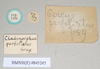 CollectionObject 1557795; 100b88d9-3229-4ab9-9131-66b329bce742: copyright Natural History Museum, London. female, data labels (syntype). (CollectionObject).;CollectionObject 1557796; f9be8530-ce59-427d-bea8-331143cb9c86: copyright Natural History Museum, London. female, data labels (syntype). (CollectionObject).
