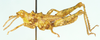 Phymella capensis Uvarov, 1922: male, lateral view. (Otu).