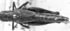 Image Carbonell, C.S female, dorsal view (paralectotype of Melanoplus marculentus). Depicts CollectionObject 1564562; 9fba483b-0a42-46a7-ac10-8f6a4eeda9cd, a CollectionObject.