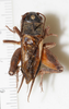 CollectionObject 1527122; 19756165-97fc-4d9b-a9e7-38c8500dc863: male, dorsal view (neotype). (CollectionObject).