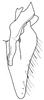 Subgenital plate: !! display not done !! on Frequenamia guerrera DeLong, 1947: Frequenamia guerrera, subgenital plate and stylus, ventrally. (Observation).