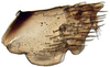 Pygofer, lateral view: Hecalus viridis, pygofer, laterally (INHS). (Observation).
