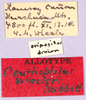 CollectionObject 1499651; 70854c0f-a2aa-4774-b59a-40a3e11838bc: labels (allotype). (CollectionObject).