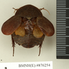 CollectionObject 1572871; 7e700af0-0012-4e8e-a8dc-51887b8628a7: Copyright Natural History Museum, London. Non-type (adult female) in BM(NH). Dorsal view. (CollectionObject).