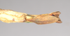 CollectionObject 1559544; NHMUK(SF IMPORT DUPLICATE) 844765, 1838d0fb-ec8e-40a8-a421-19c94646a90b: copyright Natural History Museum, London. female: end of abdomen, ventral view (holotype). (CollectionObject).