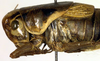 CollectionObject 1500474; 5e333655-18b0-4311-88fc-e9b80655c2e6, DORSA BTphobreHTM: pronotum lateral (holotype). (CollectionObject).