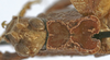 CollectionObject 1539801; f2065e3d-673c-41b6-81db-e433bb3e4acc: female pronotum, dorsal view (holotype of permaculata). (CollectionObject).