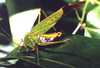 Deflorita (Deflorita) argentata Ingrisch, 1998: male. (Otu).