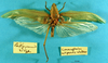 CollectionObject 1520494; db876023-045e-4e14-9da9-29234da6afdf: male, dorsal view (type of Conocephalus latipennis). (CollectionObject).