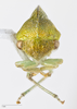 Head: !! display not done !! on Atymna querci (Fitch, 1851): (Observation).