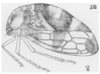 Habitus, lateral view on Cyrtolobus gramatanus Woodruff, 1924: (Observation).
