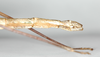 CollectionObject 1557399; 0e7fe868-4a1d-4bd3-af5b-c99814a9e649: copyright ZMB, Berlin. female: end of abdomen, lateral view of Bacteria bituberculata (holotype). (CollectionObject).