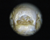 Oecanthus bakeri Collins & van Den Berghe, 2014: metanotal gland. (Otu).