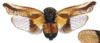 Habitus, dorsal view: !! display not done !! on Cyrpoptus suavis Stål, 1862: (Observation).