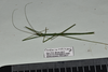 CollectionObject 1597626; 6a4bb593-9240-466a-8ac4-26c7db071de6: copyright QM. male, dorsal view (paratype). (CollectionObject).