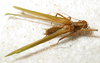CollectionObject 1476144; 7f1c841b-e43b-4a4a-8528-5065deb643d9: male, dorsal view (holotype). (CollectionObject).
