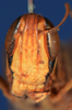 CollectionObject 1535741; 797ea4ef-52f9-4e21-ab91-8a3feaf46758: male, frontal view (holotype). (CollectionObject).
