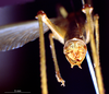 CollectionObject 1534684; 0e3aa790-c504-4f99-9c8f-01ab1256f92b: male cerci (syntype). (CollectionObject).