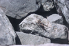Rhacocleis lithoscirtetes Willemse & Willemse, 2005: male in its habitat at type locality. (Otu).