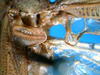 CollectionObject 1500564; 2411e313-9118-421f-b3a8-5e28130c926d: male stridulatory area (holotype). (CollectionObject).