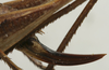 CollectionObject 1535144; a7879ff4-89a9-43b6-bb21-aedf7517837c: female ovipositor (syntype). (CollectionObject).