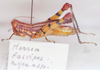 Monneacris fascipes Amédégnato & Descamps, 1979: Image Carbonell, C.S. female, lateral view. (Otu).