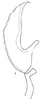 Aedeagus, lateral view: Aedeagus, lateral view. (Observation).