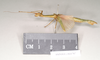 CollectionObject 1559845; NHMUK(SF IMPORT DUPLICATE) 844786-844788, ea4a7d0d-2a59-4bd7-b5c8-1c0ec6194e6d: copyright Natural History Museum, London. female, lateral view of Marmessoidea phluctainoides (syntype). (CollectionObject).