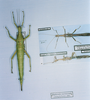 CollectionObject 1563738; d4fab842-e1d2-4515-82c3-bf6ddba0222b: copyright MNHN, Paris. female (holotype). (CollectionObject).